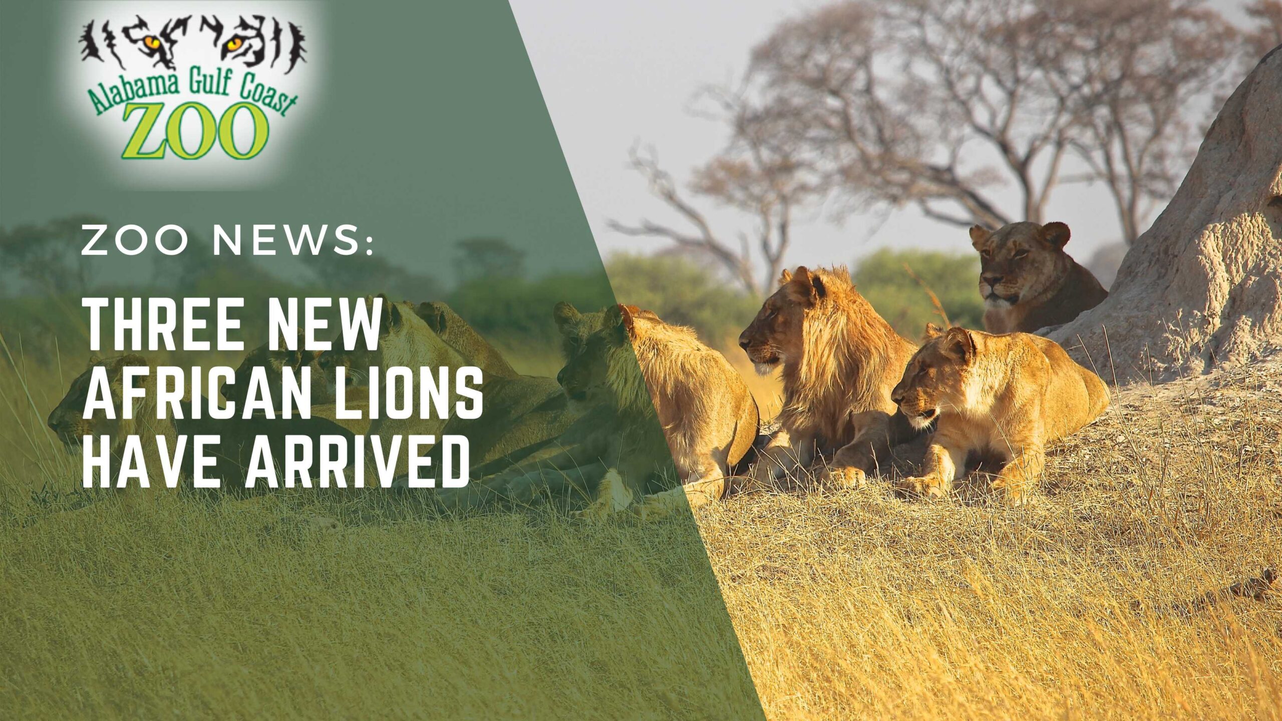 Three New African Lions