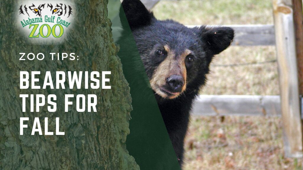 Bearwise Tips for Fall