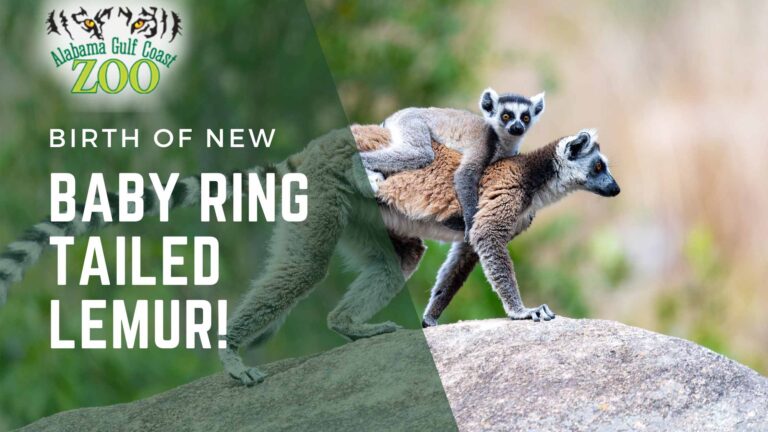 Ring Tailed Lemur Birth