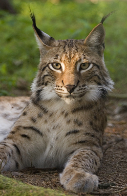 Eurasian Lynx - Gulfshores Zoo