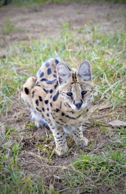 Serval - Gulfshores Zoo